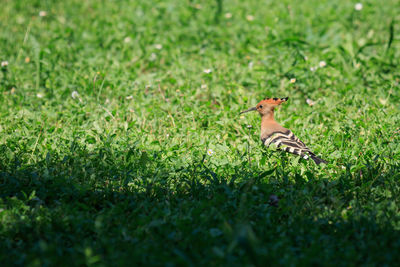 grass