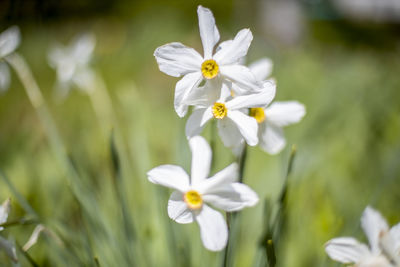 White mini daffodils grow on the grass against the background of a green flower bed