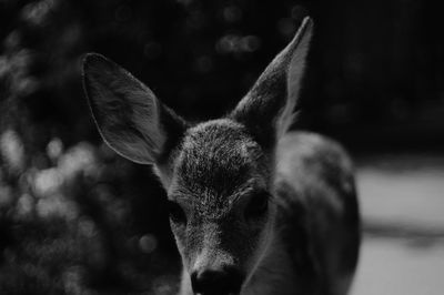 Close-up portrait of a dog