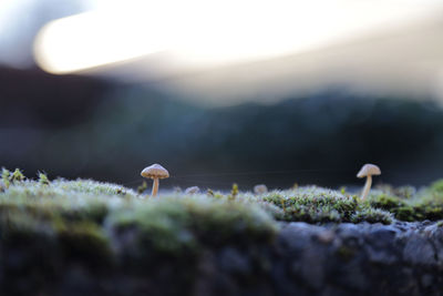 Close-up of mushroom growing on field