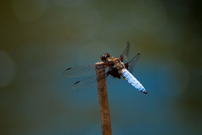 Close-up of dragonfly on twig