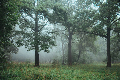 Trees on field in forest