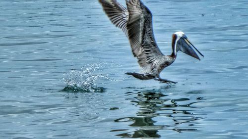 Bird in water