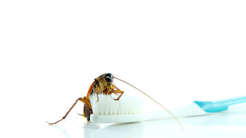 Close-up of insect on white background