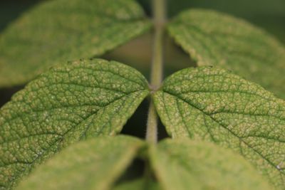 Close-up of green leaf