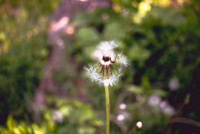 Close-up of dandelion flower