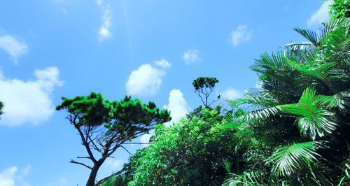 Low angle view of coconut palm trees against blue sky