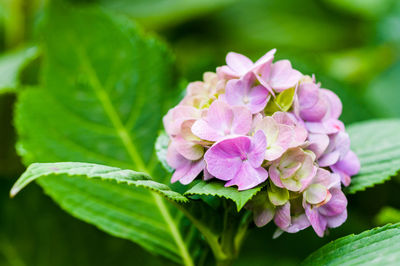 Close-up of pink flowers