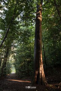 Trees in forest against sky