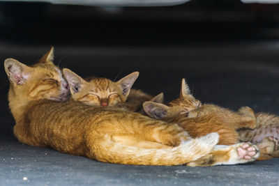 View of cats resting