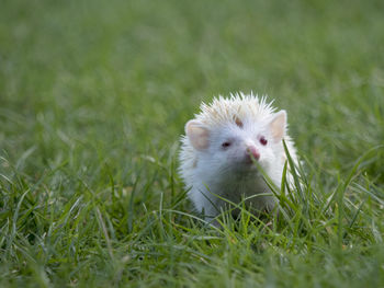 Portrait of hedgehog in grass