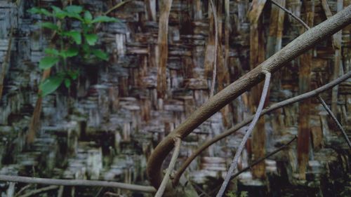 Close-up of rusty metal structure in forest