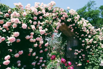 Low angle view of pink flowers blooming on tree