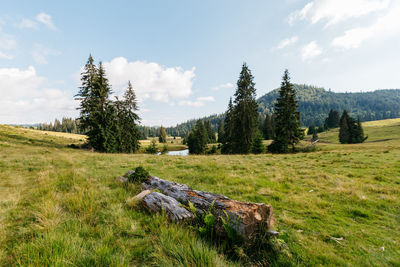 Trees on field against sky