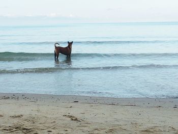 Dog on beach by sea against sky