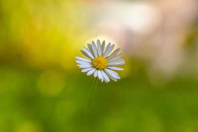 Close-up of white flower