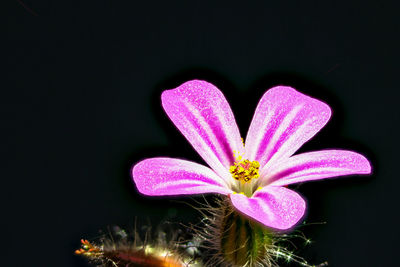 Close-up of blossom of herb robert with dark background