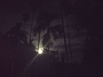 Low angle view of silhouette trees against sky at night