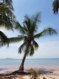 Palm tree by sea against sky