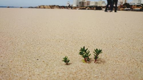 View of sandy beach