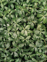 Full frame shot of fresh green plants