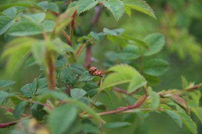 Close-up of ladybug on plant