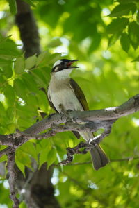 Low angle view of bird perching on branch