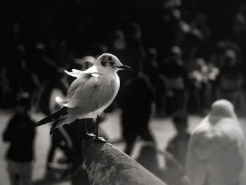 Close-up of birds perching on outdoors