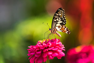 Close-up of butterfly pollinating on pink flower