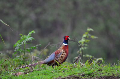 Bird perching on a field