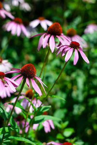 Close-up of purple flowering plant
