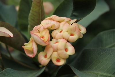 Close-up of flowers blooming outdoors