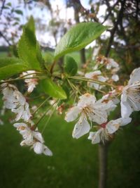 Close-up of white cherry blossoms in spring