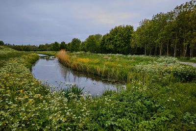 Canal and forrest near wateringen, south holland