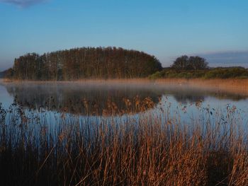 Scenic view of lake in forest