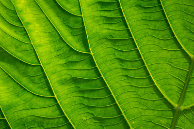 Full frame shot of leaf