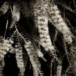 Close-up of plants