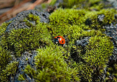 Close-up of ladybug on plant