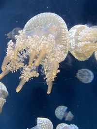 Close-up of jellyfish swimming in sea