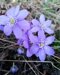 High angle view of purple flowering plant on field