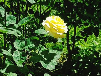 Close-up of yellow flowers blooming outdoors