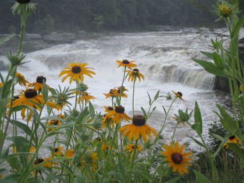 Yellow flowers blooming in water