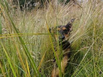 Grass growing on grassy field