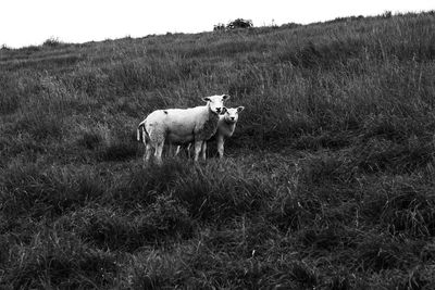 Cow standing in a field