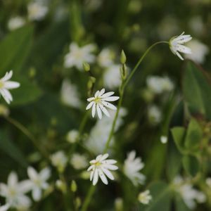 Close-up of white flower