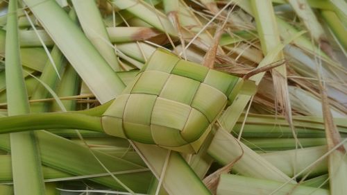 Close-up of fresh green leaves