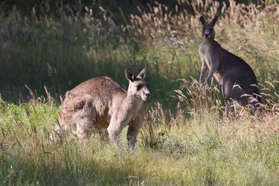 Portrait of deer on grassy field