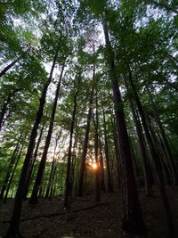Low angle view of bamboo trees in forest