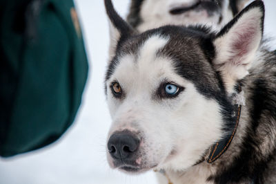 Close-up portrait of dog on snow