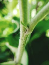Macro shot of green leaf